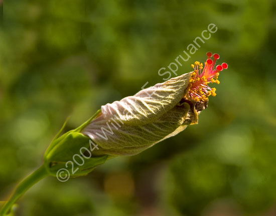 Heartleaf-Rosemallow-2286