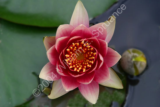 Lily-2242