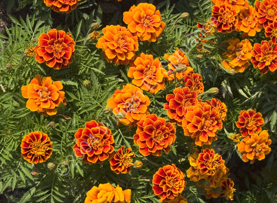 Marigold-2314