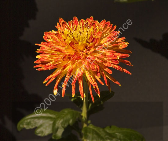 Orange-Mum-2287