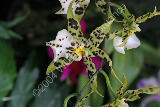 Orchid-Leopard-2263
