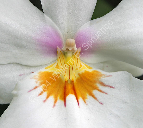 Orchid-Nun-2261