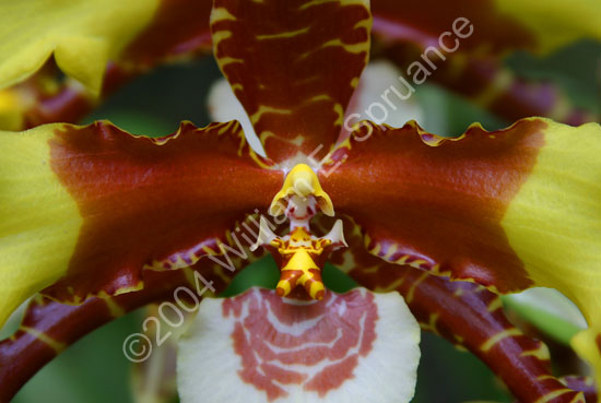 Orchid-Yellow-Brown-2260