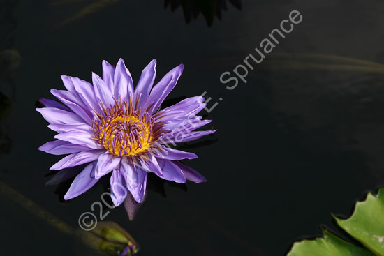 Purple-Lily-2233