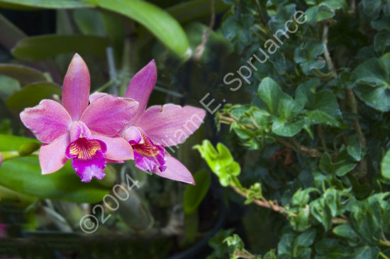 Purple-Orchid-2255