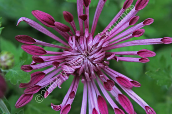 Purple-Star-Burst-2290