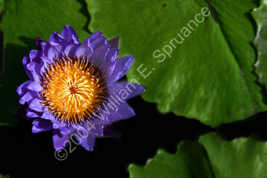 Sun-Lily-2237