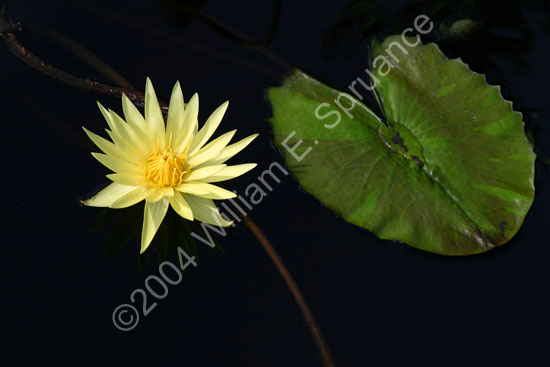 Yellow-Water-Lily-2234