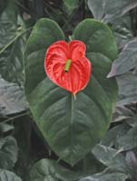 Anthurium-2270