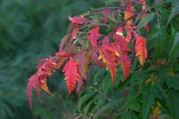 Autum-2308