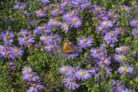Blue-Daisy-2303
