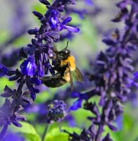 Bumble-Bee-2311