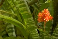 Fire-Plant-2278