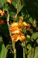 Golden-Snap-Dragon-2310