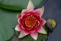 Lily-2242