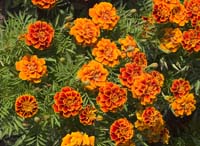 Marigold-2314