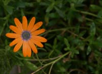 Orange-Daisy-2249