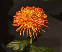 Orange-Mum-2287