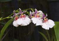 Orchid-2264