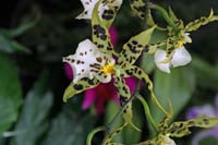 Orchid-Leopard-2263