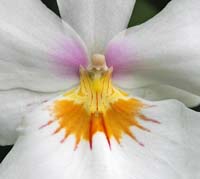 Orchid-Nun-2261