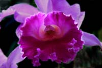 Orchid-Purple-2269
