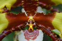 Orchid-Yellow-Brown-2260