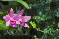 Purple-Orchid-2255
