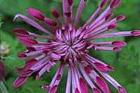 Purple-Star-Burst-2290