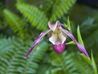 Purple-White-Orchid-2267