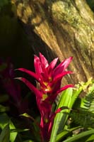 Red-Burmiliad-2277