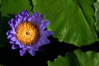 Sun-Lily-2237
