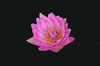 Tropical-Waterlily-2240