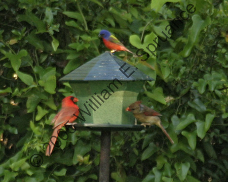Cardinals-Painted-Bunting-9355