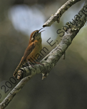 Carolina-Wren-8780