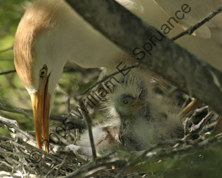 Cattle-Egret-Chick-9203