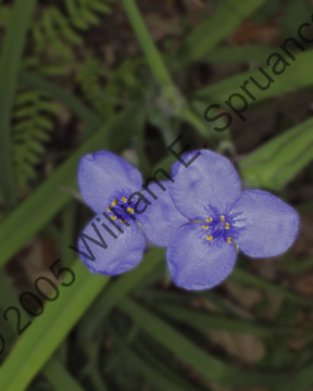 Flower-P5150032