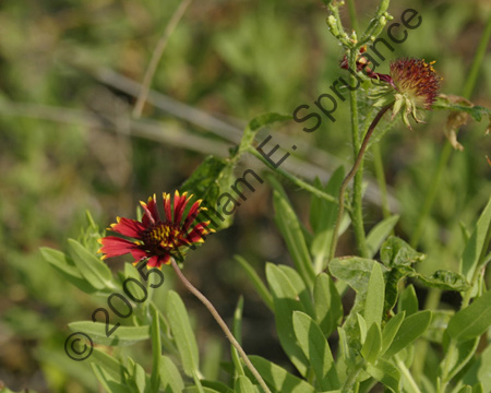 Flowers-8650