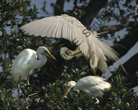 Great-Egret-9099