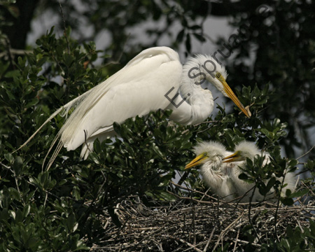 Great-Egret-9132