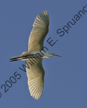 Great-Egret-9297