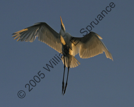 Great-Egret-9313