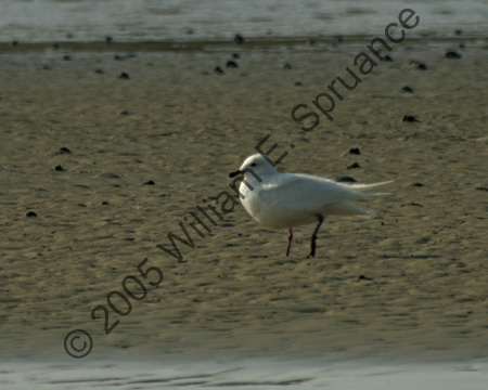 Iceland-Gull-8618