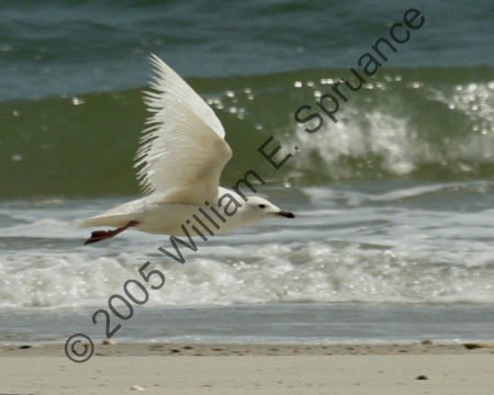 Iceland-Gull-8699