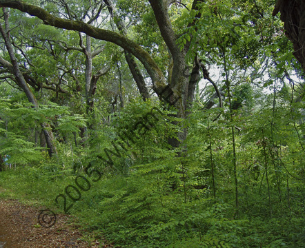 Kingsley-Plantation-P5150031
