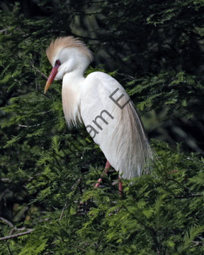 Little-Egret-9217