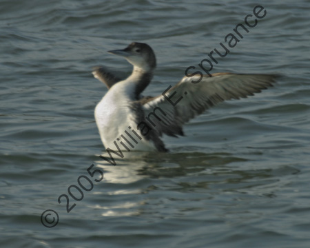 Loon-8606