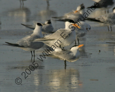 Mating-Royal-Terns-8799