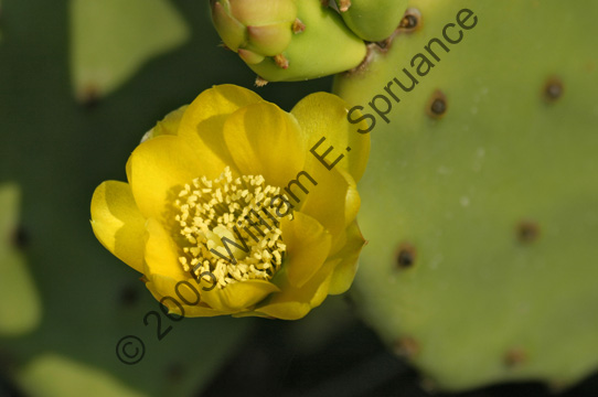 Prickly-Pear-8649