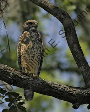 Red-Shouldered-Hawk-8734